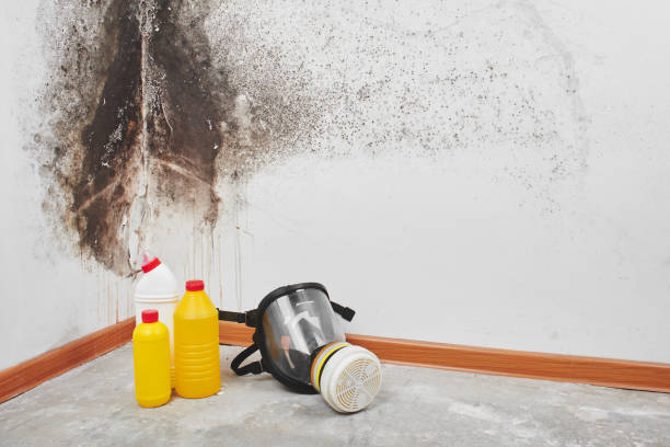 Best Office Mold Removal Services  in Bardonia, NY