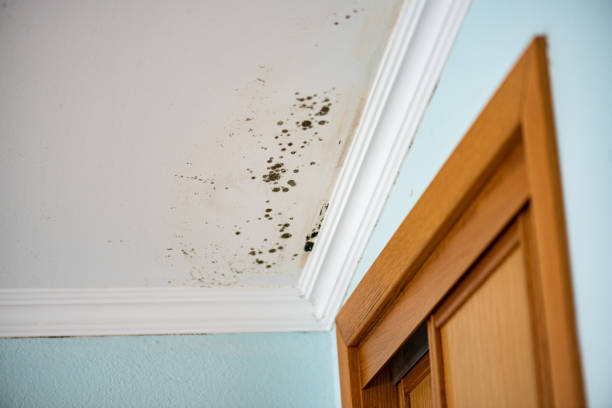 Best Home Mold Removal  in Bardonia, NY