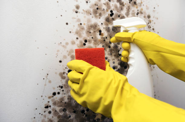 Certified Mold Removal in Bardonia, NY