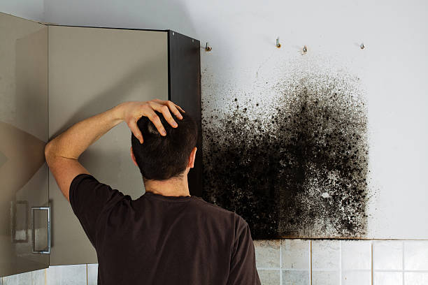 Best Office Mold Removal Services  in Bardonia, NY